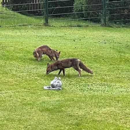 Glockenberg Altenau (Lower-Saxony)